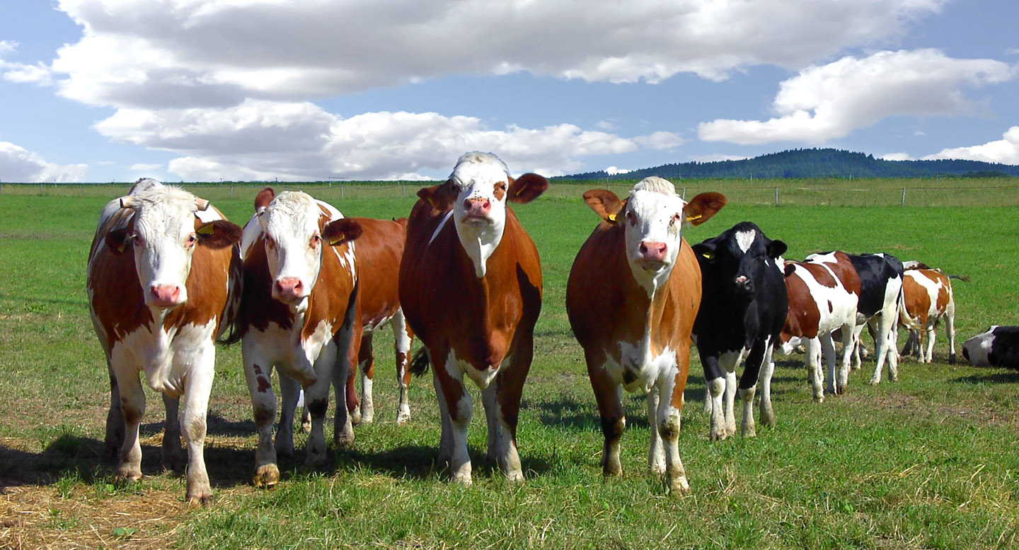 Živočišná výroba