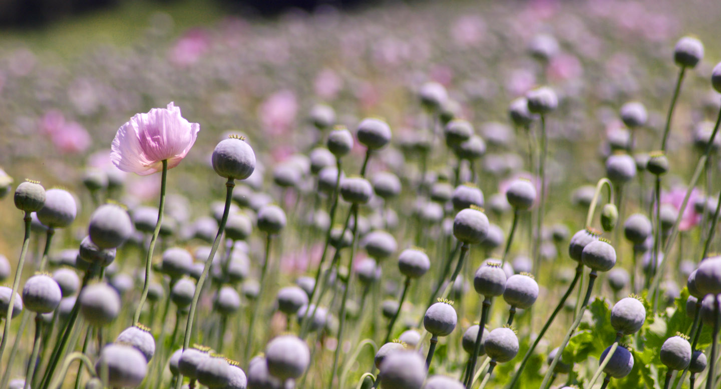 Drobný prodej máku